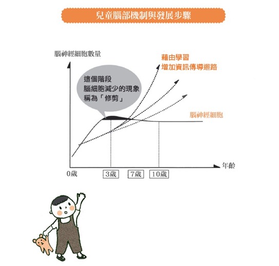 兒童腦部機制與發展步驟